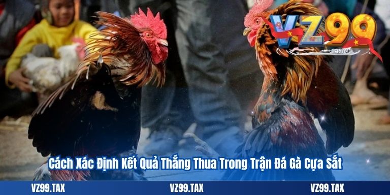 Đá Gà Cựa Sắt VZ99: Cập Nhật Chi Tiết Và Chính Xác Nhất 4 Cách Xác Định Kết Quả Thắng Thua Trong Trận Đá Gà Cựa Sắt