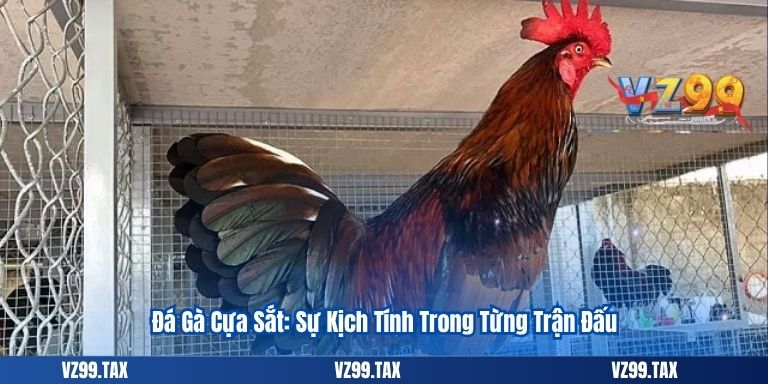 Đá Gà Cựa Sắt: Sự Kịch Tính Trong Từng Trận Đấu