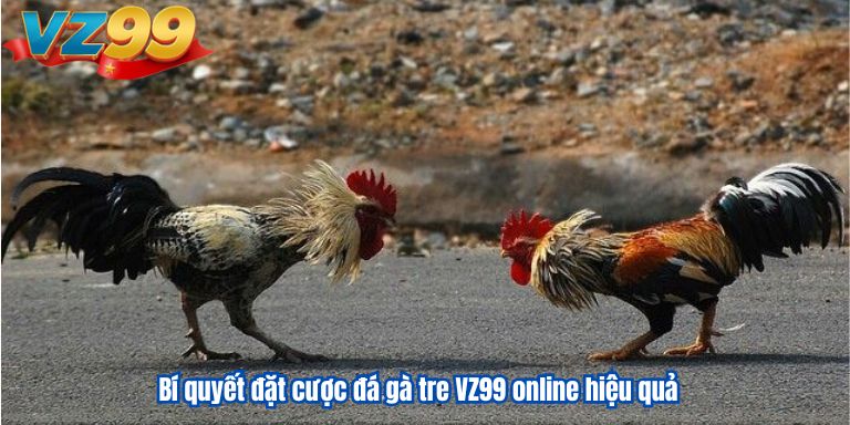 Bí quyết đặt cược đá gà tre VZ99 online hiệu quả
