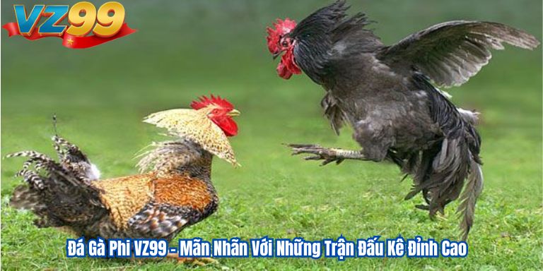 Đá Gà Phi VZ99 – Mãn Nhãn Với Những Trận Đấu Kê Đỉnh Cao 1 Đá Gà Phi VZ99 – Mãn Nhãn Với Những Trận Đấu Kê Đỉnh Cao